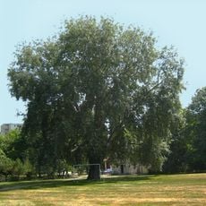 Monumental poplar in Zasław Malicki Park