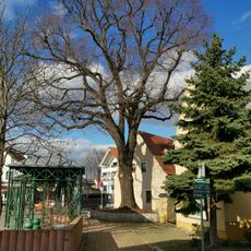 Sommerlinde am Rathausplatz in Weinböhla