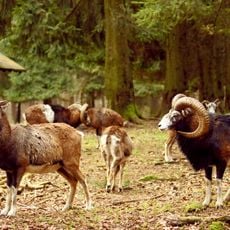 Wildgatter Oberrabenstein