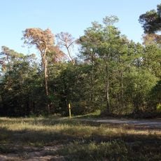 Sanddünenflora bei Seeheim