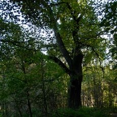 Hraniční dub v Uhříněvsi