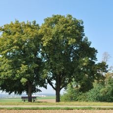 2 Sommerlinden (Katharinenlinden)