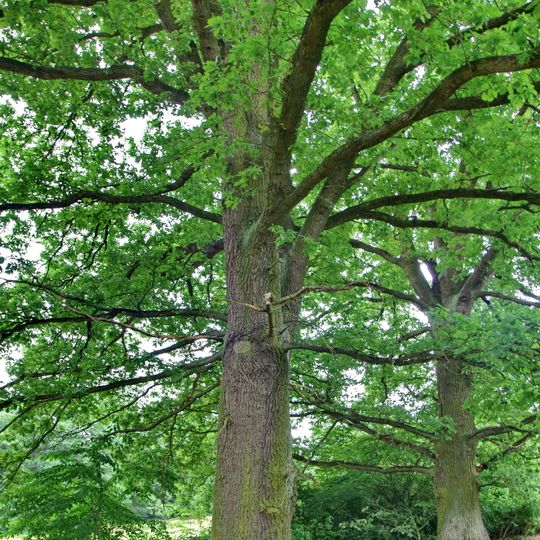 Buk lesní a dub letní v Doubravě