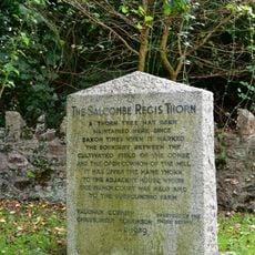 Stone Near Thorn Tree