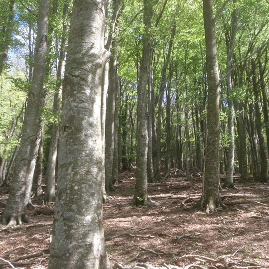 Reserva Natural del Bosc de la Maçana