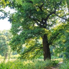 Duby letní v Myslivně