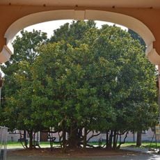 Magnolia sempreverde