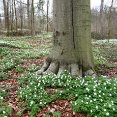 Bois de Meerdaal, Heverlee et Egenhoven