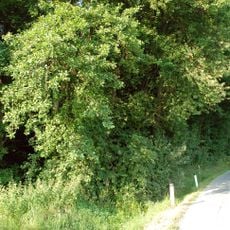 Grabhügelgruppe Großöden