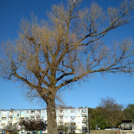 Helena Pappel in Hel