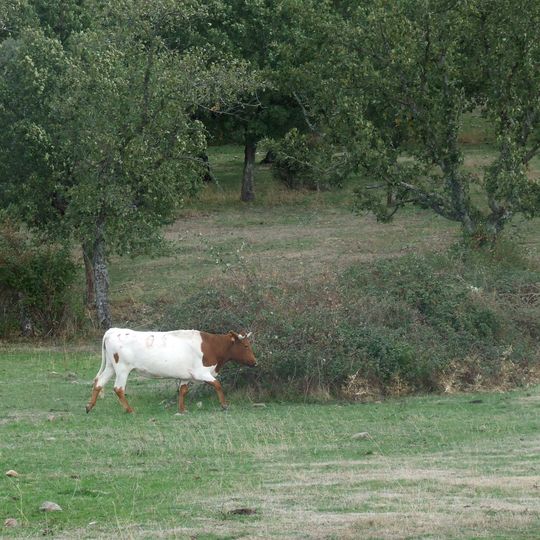 Campo de Yeltes