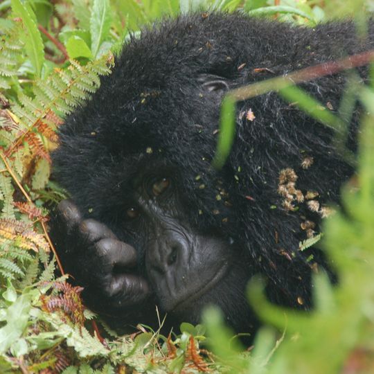 Parque nacional del Gorila de Mgahinga