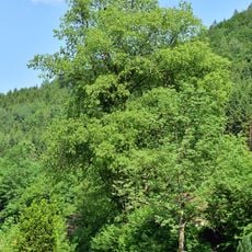 Mariathaler Kapellenlinde in Reichraming