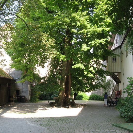 1 Sommerlinde "Sommerlinde auf der Tannenburg"