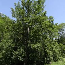 Dub letní u koupaliště