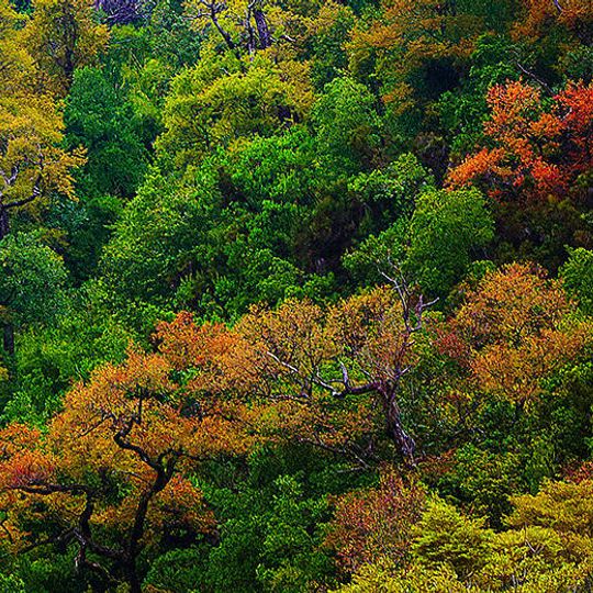 Los Huemules de Niblinto National Reserve