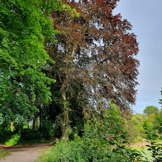 Copper beech in the castle park Mutzschen