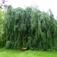 Naturdenkmal Hängebuchen im Helfenberger Park Helfenberg Dresden