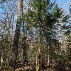 Daiķu īvju audze
