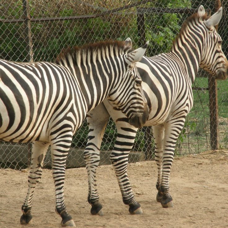 Islamabad Zoo