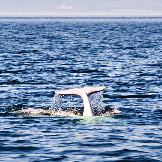 Parque nacional marino Saguenay-Saint-Laurent