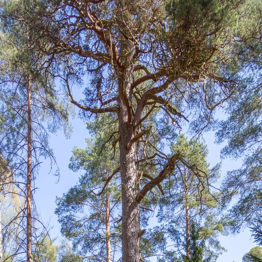 2004016 En åldrig tall