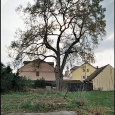 Jilm vaz u Hradecké brány v Třeboni