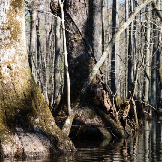 Dendron Swamp Natural Area Preserve