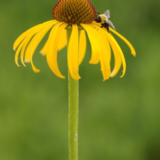 Jardín Botánico de Ozarks