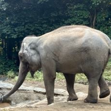 Indian Elephant