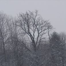 Tomečkova oskoruša
