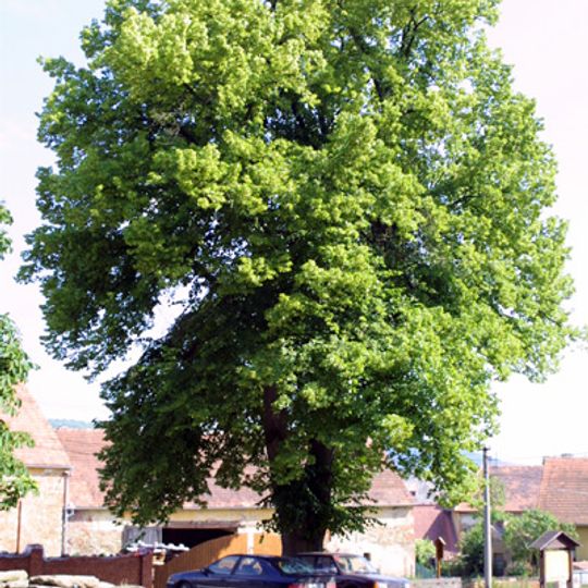 Zámecká lípa v Chudenicích