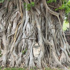 Buddha Head in Tree Roots