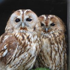 Budakeszi Game Preserve