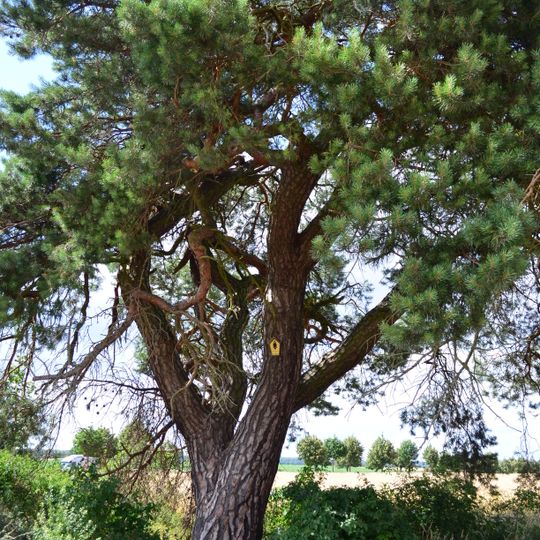 Naturdenkmal Waldkiefer Am Grenzweg Bollersdorf-Ernsthof, ca. 100 m östlich der Hauptstraße in Ernsthof