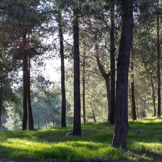 HaMeginim wood