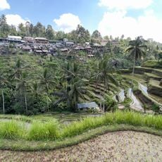 Tegallalang Rice Terraces