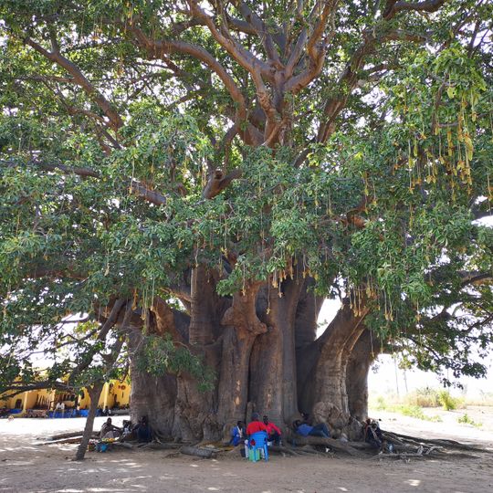 Baobab sacré de Fadial