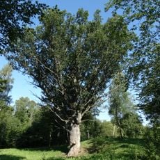 Šaukšteliškių ąžuolas