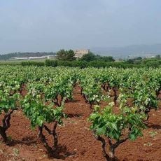 Designation of Origin Pla de Bages (Wine Region)