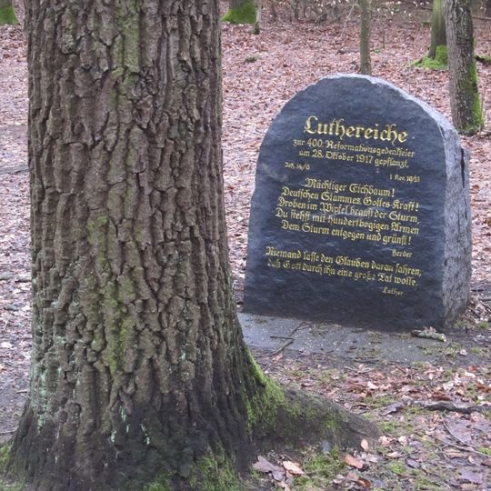 Luthereiche Dresdner Heide