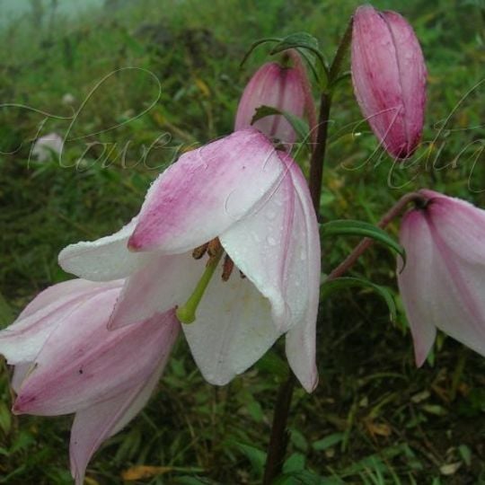 Parco nazionale di Sirohi