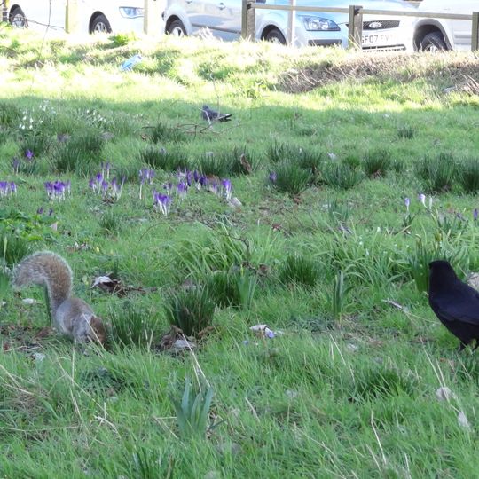 Ackroyd Drive Greenlink