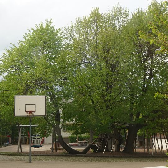 2 Linden bei der Klostergartenschule