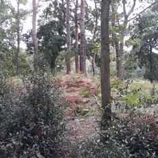 Bowl barrow 240m east of the Club House on Petersfield Heath Common, part of the Petersfield Heath Group