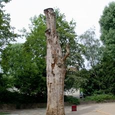 Stiel-Eiche Goebelstraße 58