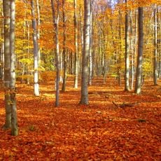 LSG-Stetternicher Wald