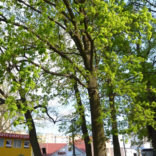 Вікові дерева дуба звичайного