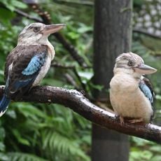 アオバネワライカワセミ