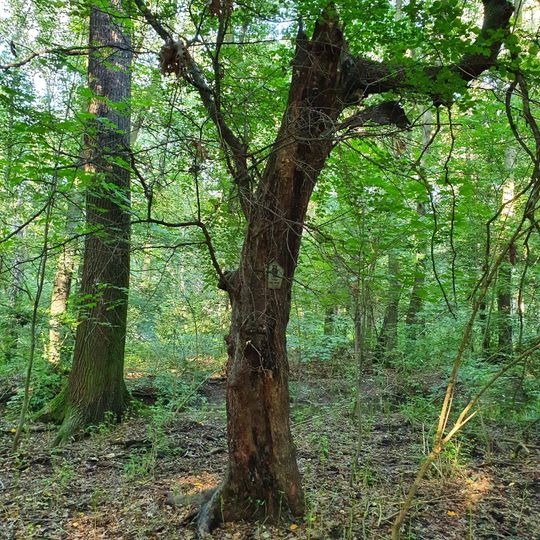 Holzapfelbaum am Klengelgraben